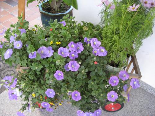 a bunch of purple flowers in a pot at Haus Bergwelt in Grän