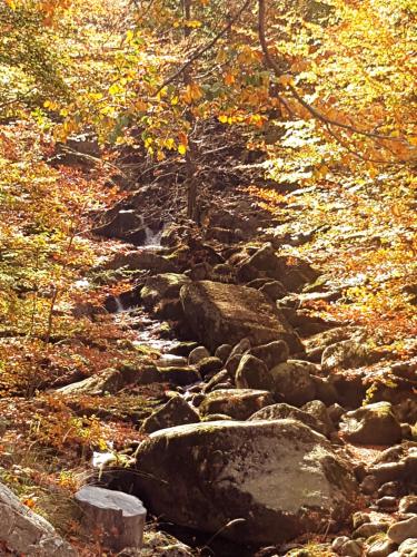 a rocky trail in the middle of a forest at Hejnice Retreat in Hejnice