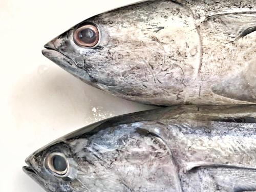 two fish sitting next to each other on a table at Kadjan villa in Arugam Bay