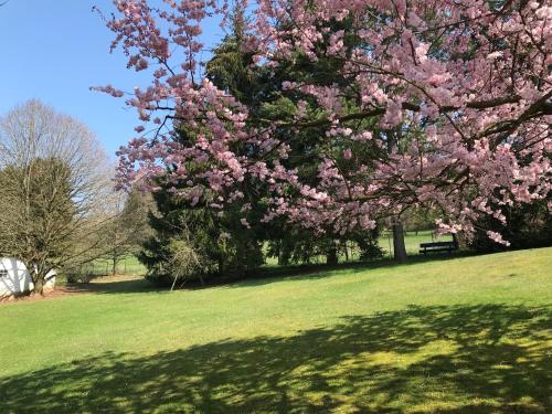 a tree with pink flowers in a park with a bench at Ferienwohnung Land-Idylle in Illingen