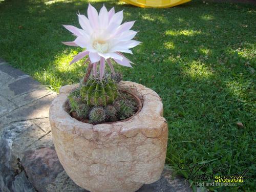 a flower in a stone pot on the grass at Vista Castello in Rovereto