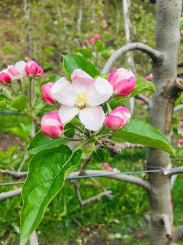 a bunch of pink and white flowers on a tree at Tannerhof Bed & Breakfast in Caines