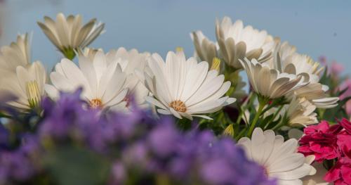 a bunch of white flowers and purple flowers at RESIDENZA D'ORIA B&B in Foggia