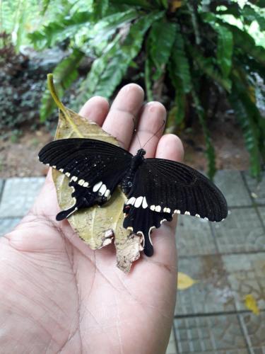 a person holding a black butterfly in their hand at Sinharaja Kurulu Ella Eco Resort in Deniyaya