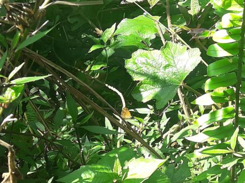 a butterfly is sitting on a tree branch at Sinharaja Kurulu Ella Eco Resort in Deniyaya