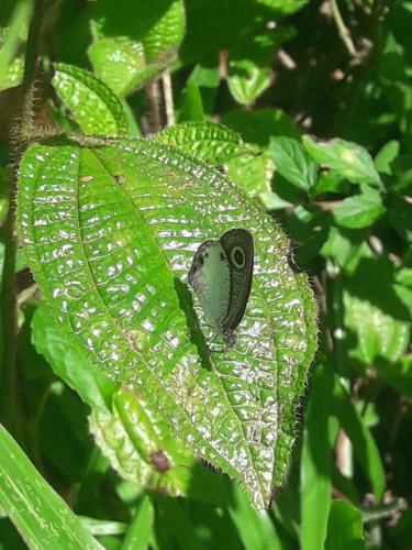 a butterfly sitting on top of a green leaf at Sinharaja Kurulu Ella Eco Resort in Deniyaya
