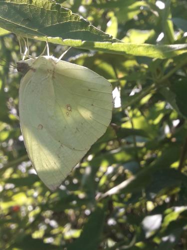 a white butterfly hanging from a tree branch at Sinharaja Kurulu Ella Eco Resort in Deniyaya