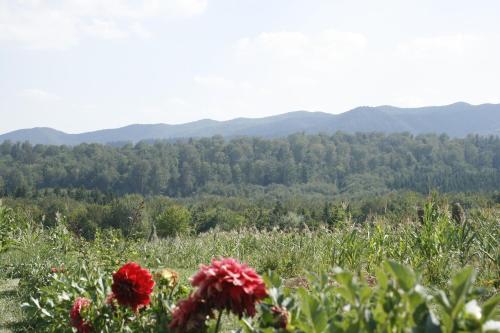 a field of flowers with mountains in the background at Pensiunea La Poarta Bucovinei in Suceava