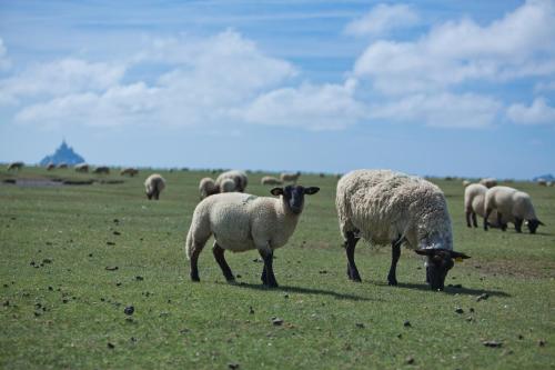 a herd of sheep standing on top of a lush green field at Le Mouton Blanc in Le Mont Saint Michel
