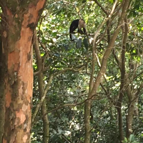 a monkey is sitting in a tree at Globi Lodge #4 in Monteverde Costa Rica