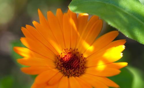 a close up of a yellow flower with a green leaf at Haus Arnika in Mellau