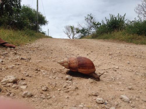 a turtle walking down a dirt road at Rafiki Village in Watamu