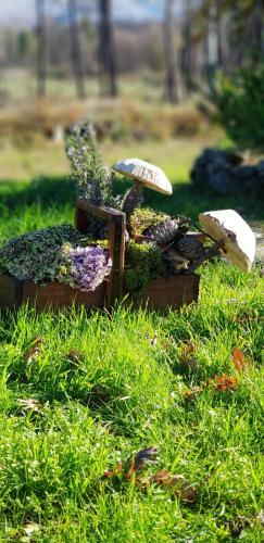 a small garden with mushrooms in the grass at Quinta Damigo in Seia