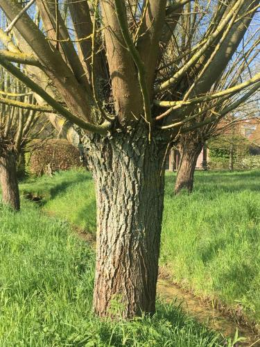 a tree in the middle of a field of grass at Het Zwaantje in Londerzeel