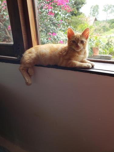 an orange cat laying on a window sill at Hostal Pachamama in San Agustín