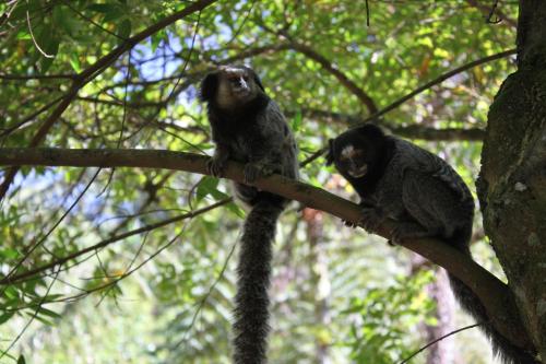 two monkeys sitting on top of a tree branch at Villa Violeta in Petrópolis