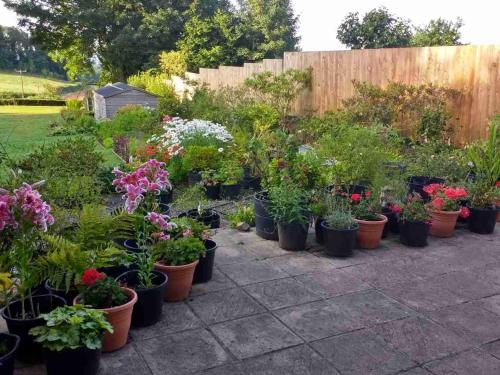 a garden filled with lots of pots of plants at Brambles Bed and Breakfast in Tiverton