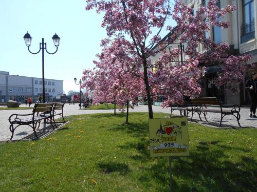 a tree with pink flowers in a park with benches at Panoramic Hostel in Khust