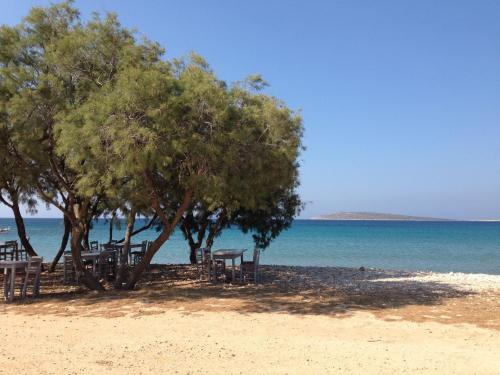 a group of trees and benches on the beach at Aliki Panorama Rooms -breakfast included- in Aliki