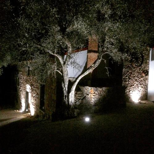 a tree in front of a building at night at Quinta do Ragal in Lavacolhos