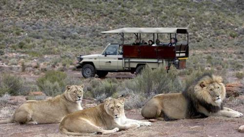 three lions laying on the ground in front of a vehicle at GORDON's SHORE LUXURY APARTMENTS - Solar Powered in Gordonʼs Bay