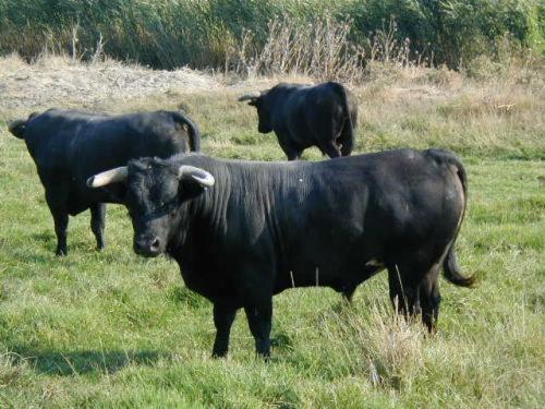 three black cows standing in a field of grass at Le Régence in Arles