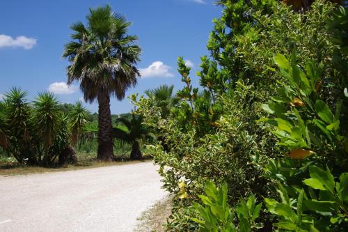 a dirt road with trees and a palm tree at Masseria Sciaiani Piccola in Villa Castelli