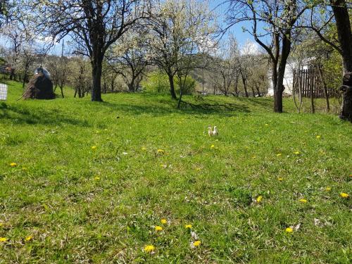 a field of green grass with trees and yellow flowers at Casa Parvu in Lunca Mare