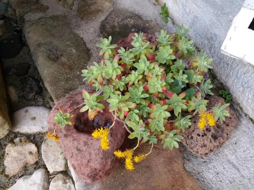 a plant in a pot sitting on the ground at Casa museo "Sa domu de ziu Antoneddu" in Tuili