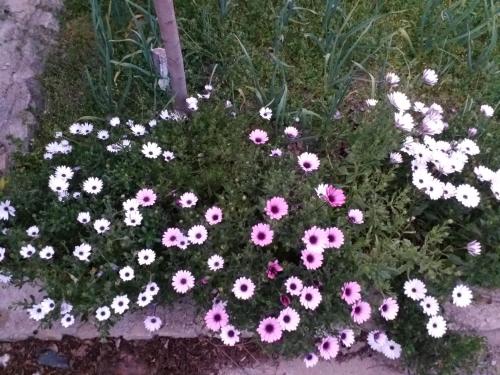 a flower garden with pink and white flowers at Casa museo "Sa domu de ziu Antoneddu" in Tuili