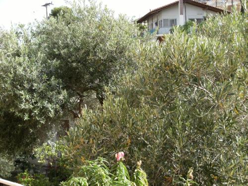 a group of trees with a house in the background at Katerina Hotel in Tolo