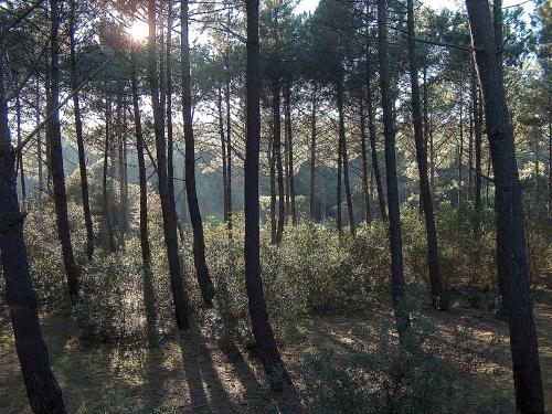 ラカノー・オセアンにあるChalet Chalet du Golf by Interhomeの木々に照らされる日差しの木々の森