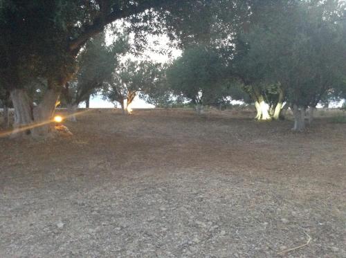 a group of trees with a light in a field at Anna Studios in Lourdhata
