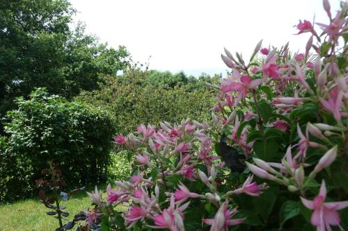 a bush with pink flowers in a garden at Le Relais des Malettes Chambres d'hôtes B&B in Francheville