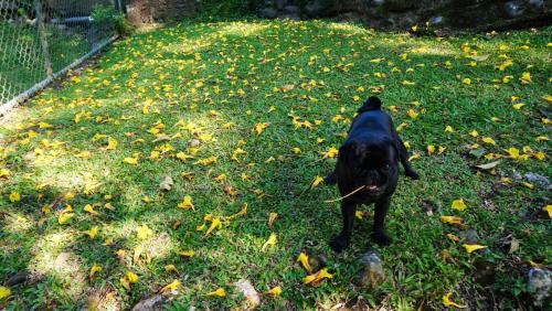 a black dog standing in the grass with a stick in its mouth at Hospedaje La Naciente in Turrialba