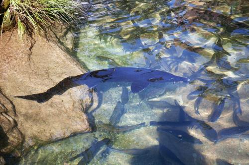 a blue fish swimming in the water at Chalet Sul Lago Hotel In Montagna in Moncenisio
