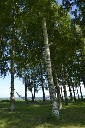 a group of trees with a hammock in a field at Mere Holiday House in Salme