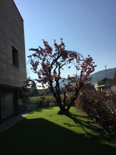 a tree in a yard next to a house at Oasi di Laura a Balerna in Balerna