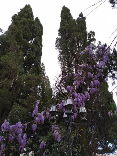 a street light with purple flowers on it at Downtown guest house in Kutaisi
