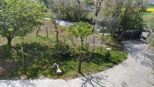 an overhead view of a garden with a tree at Sotto l'Ulivo in Mondavio