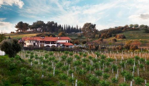 a house on a hill with a bunch of vines at VINIFERA VINEYARDS HOTEL in Selcuk