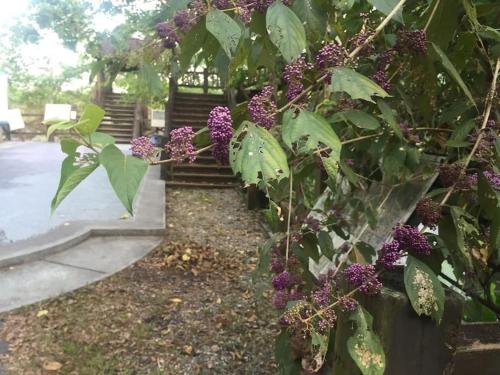 Gallery image of Shin-Liu Garden B&B in Guangfu