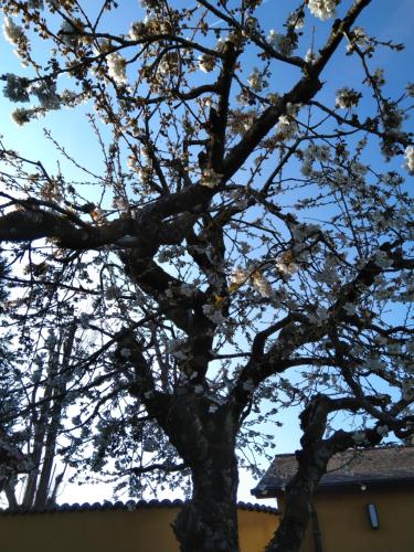 a tree with white flowers on the branches at Swiss Borzoi House in Bellerive