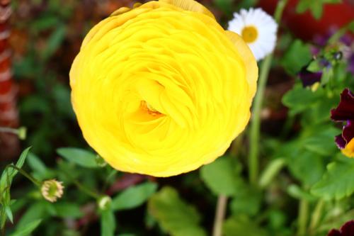 a yellow flower in a garden with other flowers at Tubakiann in Kikuchi