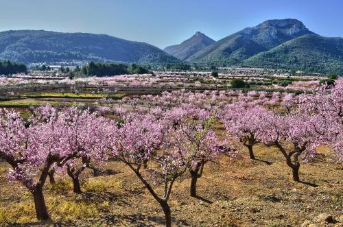 a bunch of trees with pink flowers in a field at Casa Mistela in Jalón