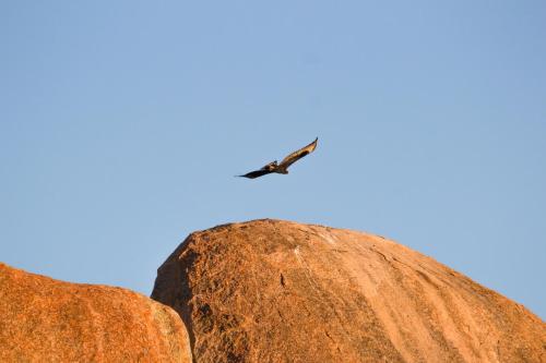 a bird flying over a large rock at Big Cave Camp in Matopos