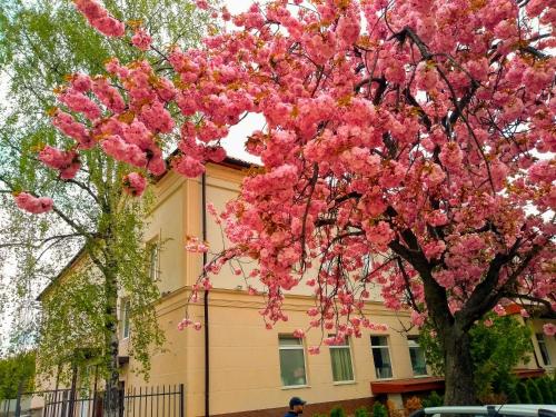 a tree with pink flowers in front of a house at Mini-hotel Na Pidgradskiy in Uzhhorod