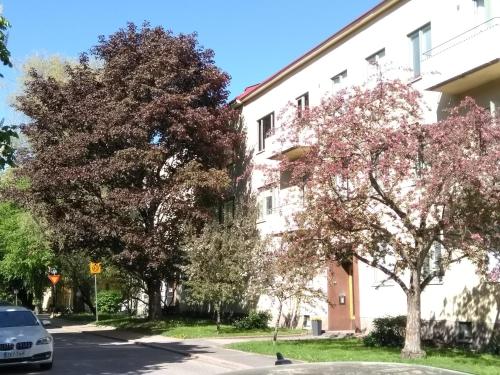a street in front of a white building with trees at Eskolampi in Helsinki