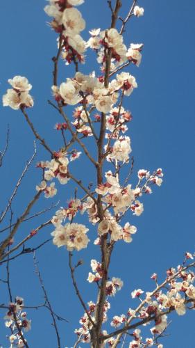 a tree with white flowers on it with a blue sky at Résidence Miro, gîtes climatisés avec piscine et tennis in Les Arcs sur Argens