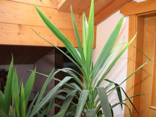 Imagen de la galería de Residence Rottonara, en Corvara in Badia